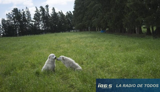 Sociedad Fomento Rural (Maldonado): convoca a reunión por ataque de perros a ovinos y tenencia responsable.