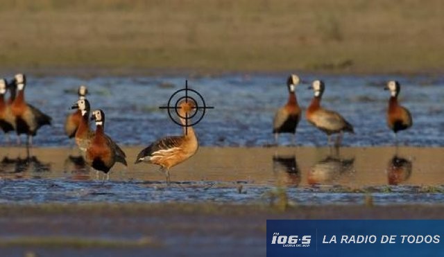 Caza de Patos