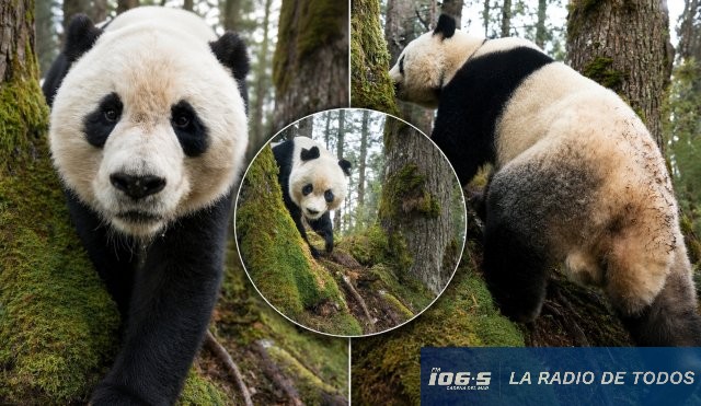 PANDA CHINA GRANDE