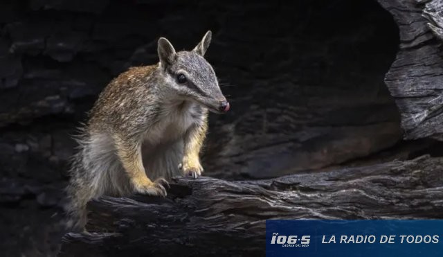 NUMBAT AUSTRA