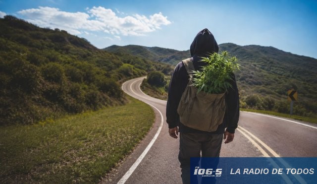 hurto cannabis