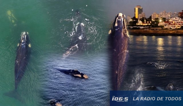 avistamientos ballenas